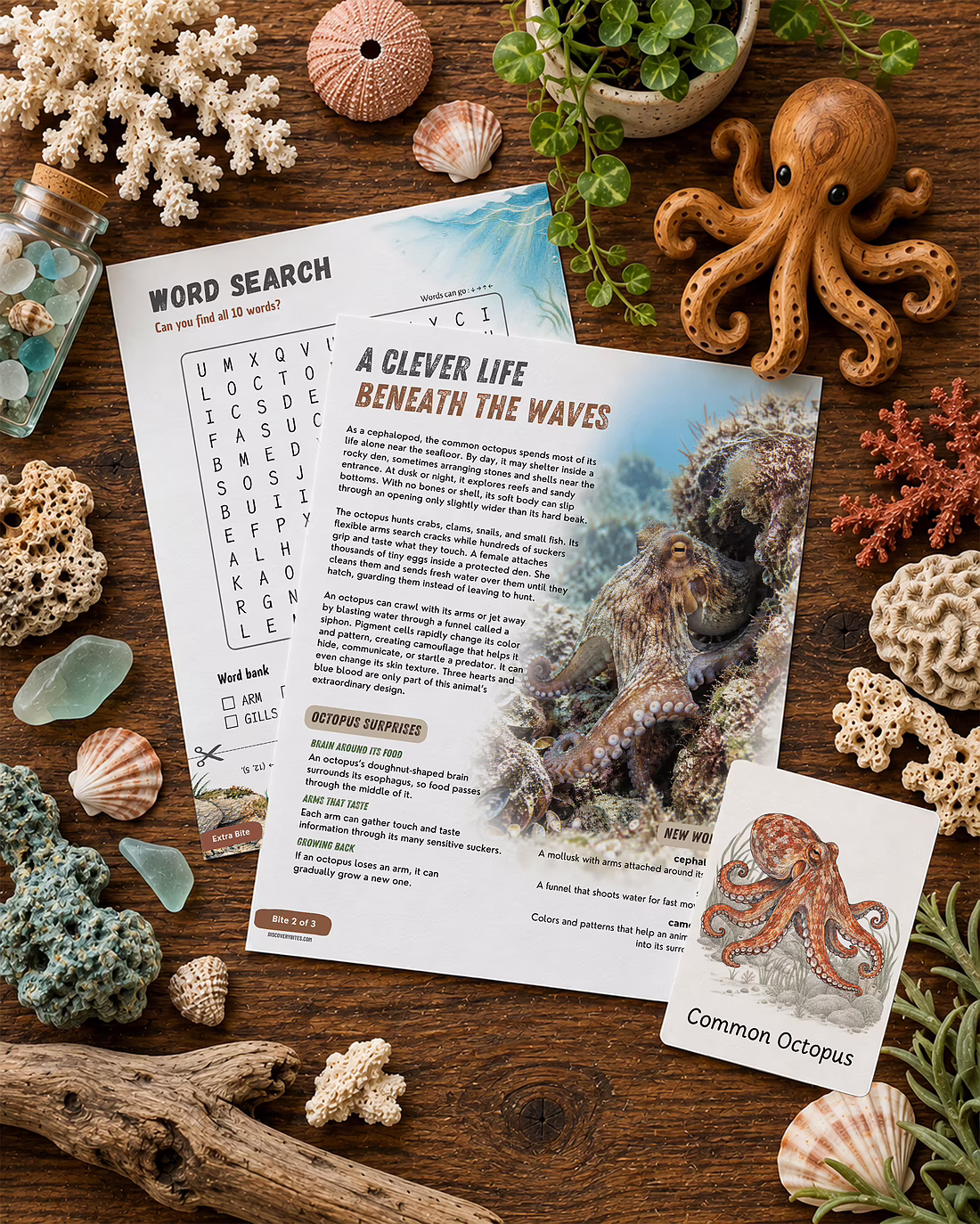 Common Octopus Discovery Bite preview 2